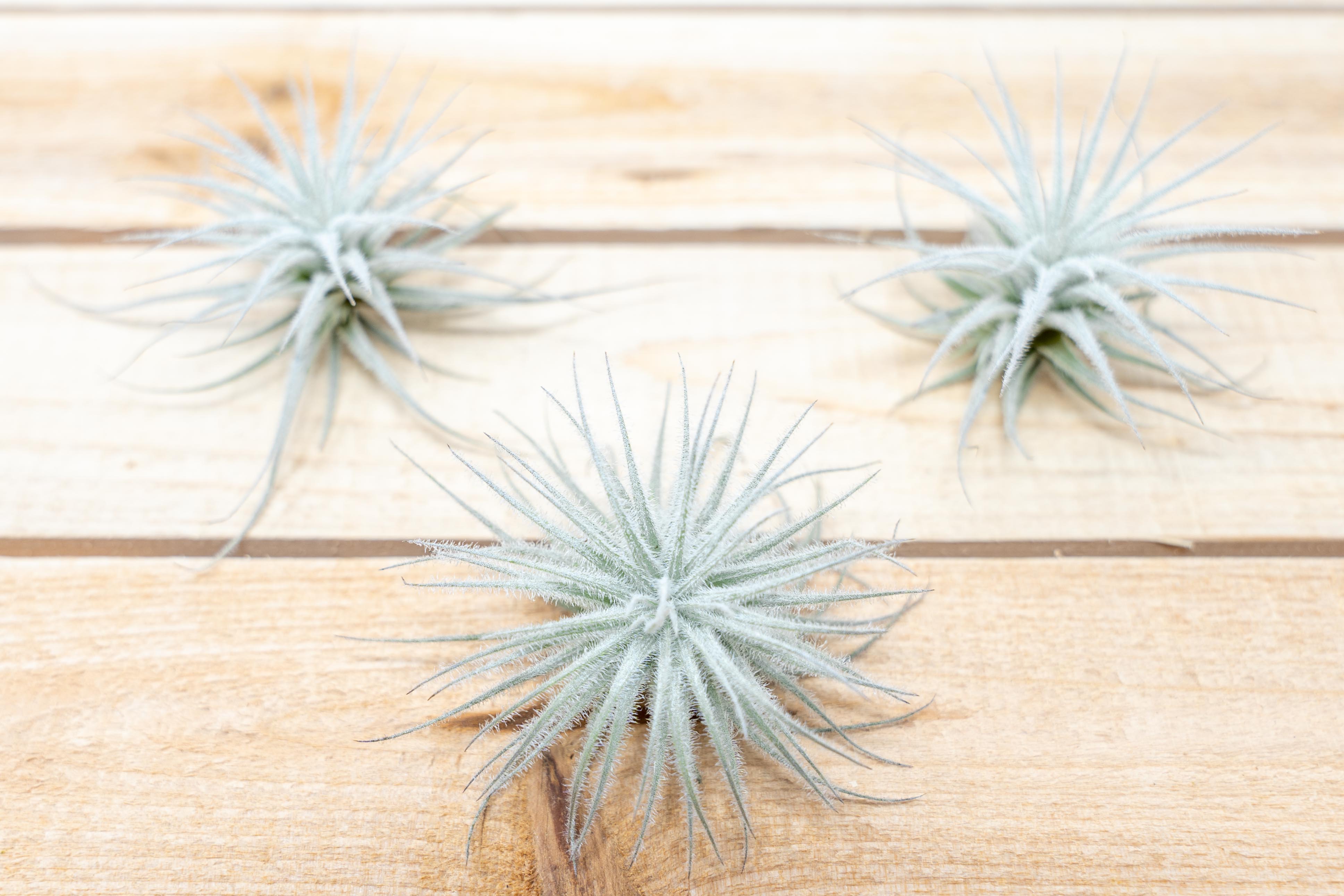 air plant tillandsia tectorum