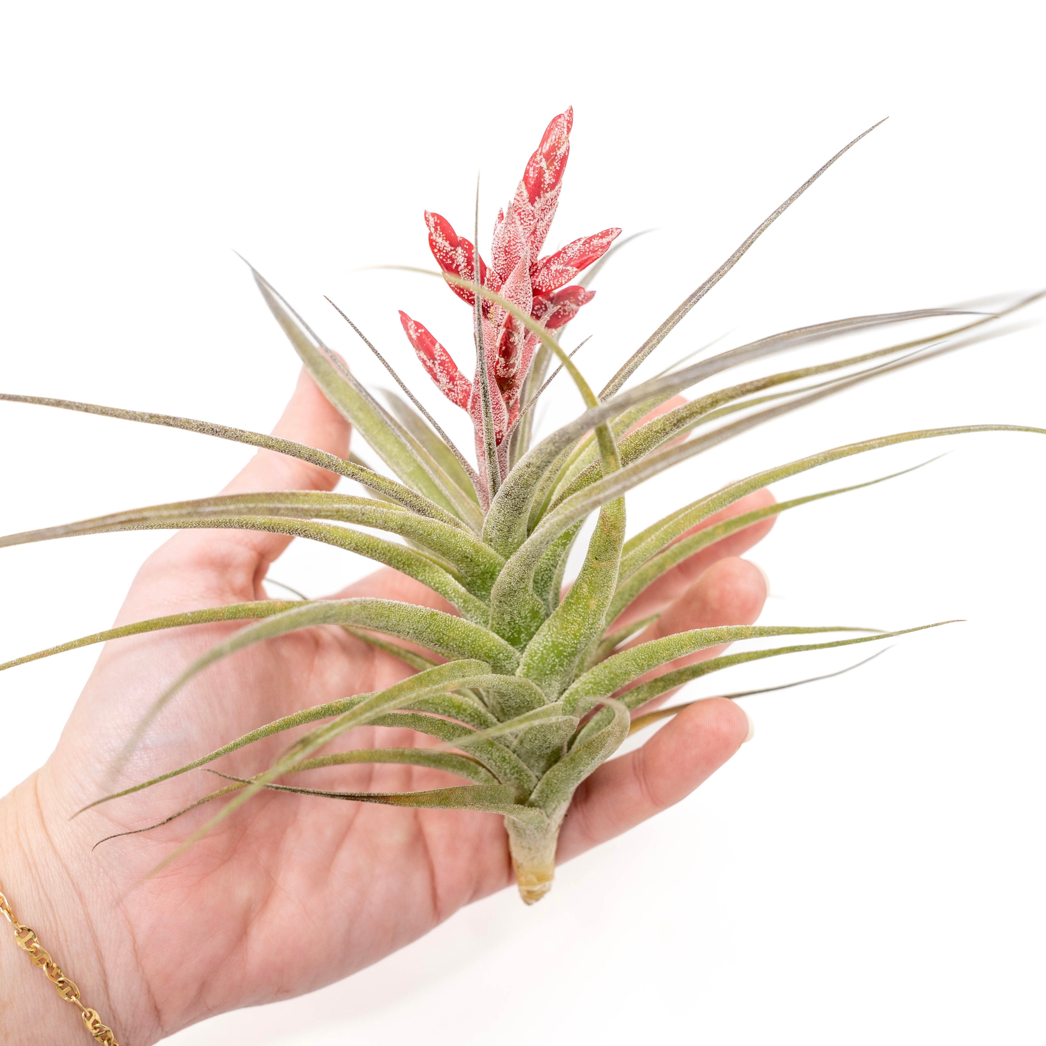 air plant tillandsia murorum