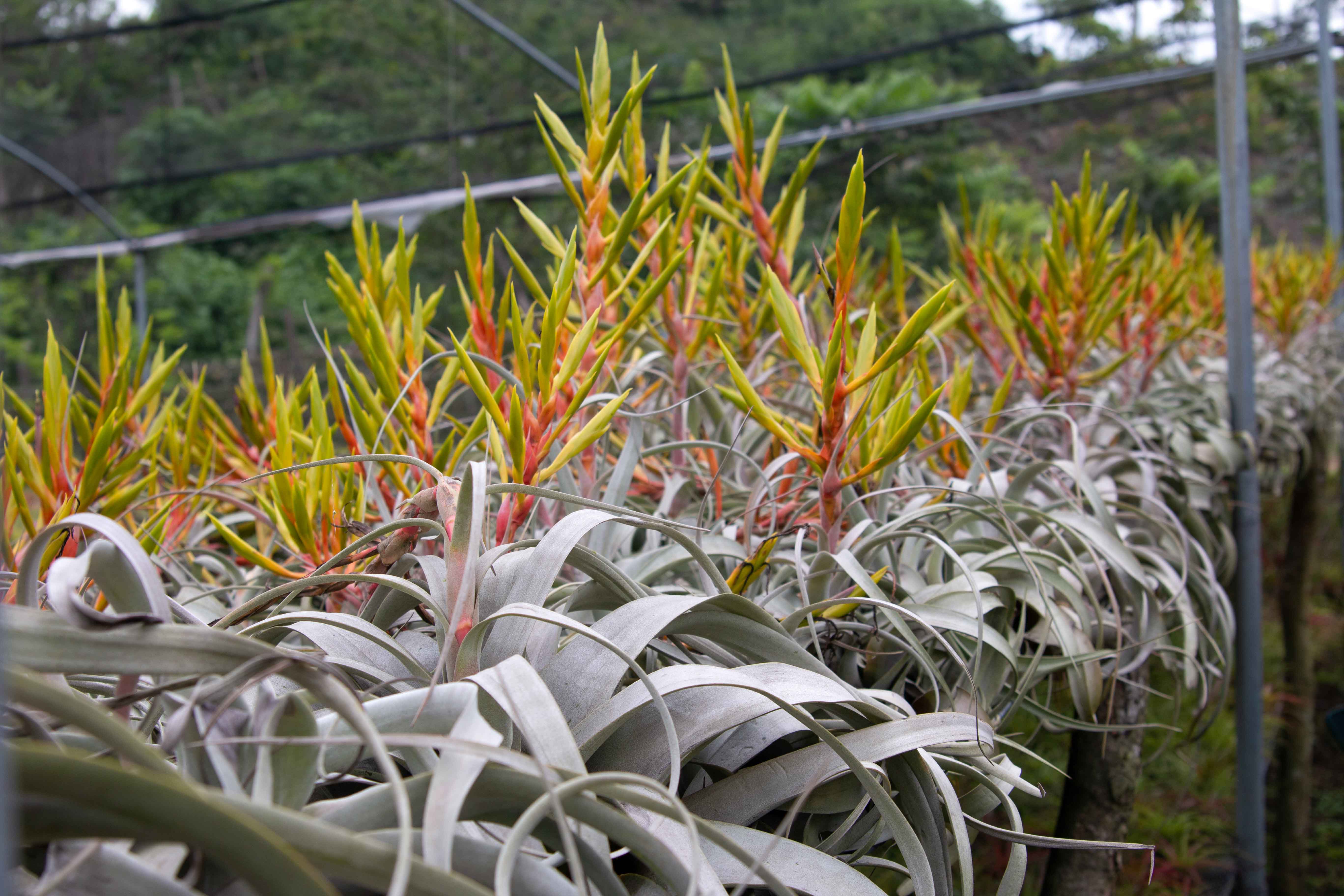 hundreds of tillandsia xerographica air plants with bloom spikes at the farm