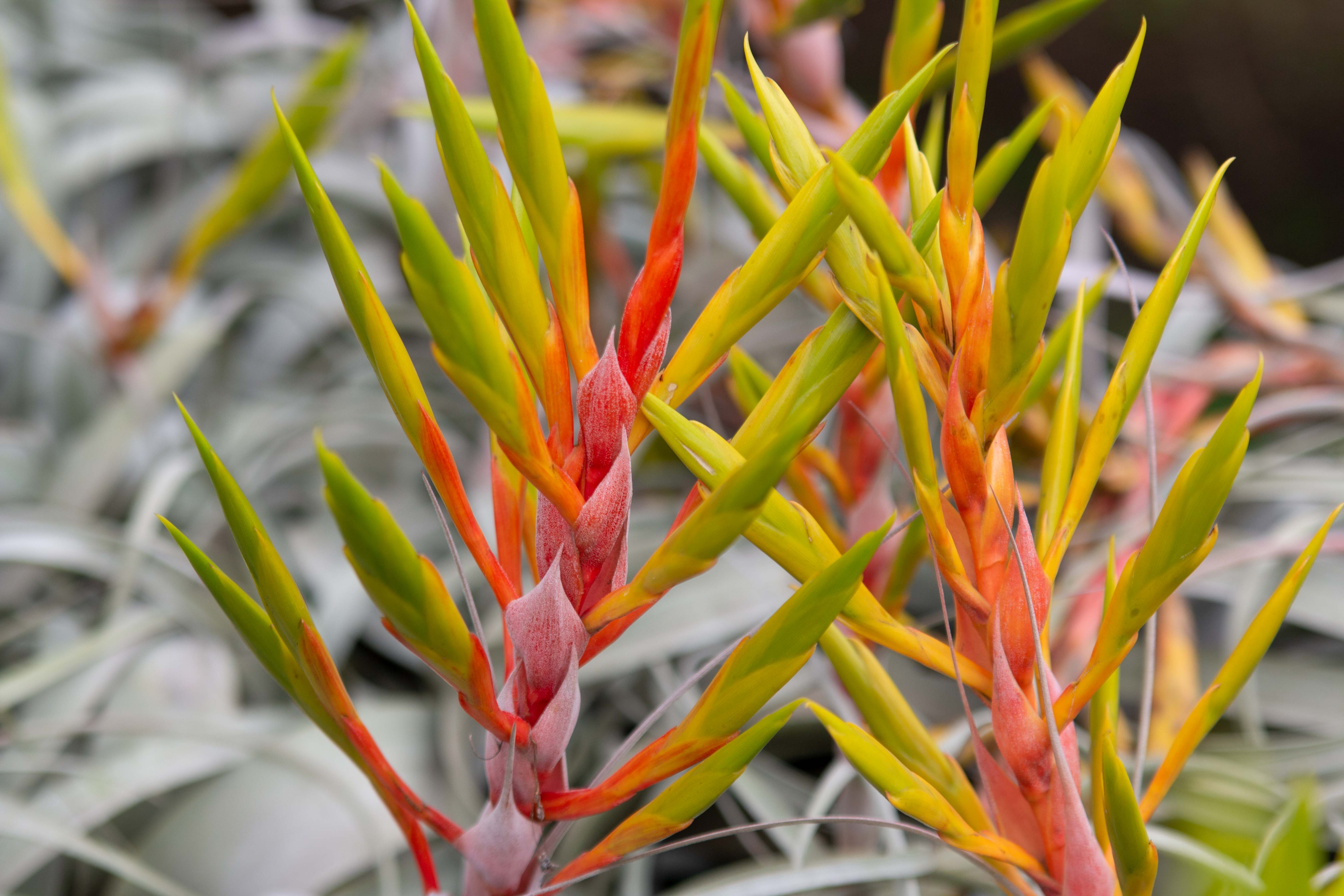 close up of red and orange tillandsia xerographica air plant bloom spikes