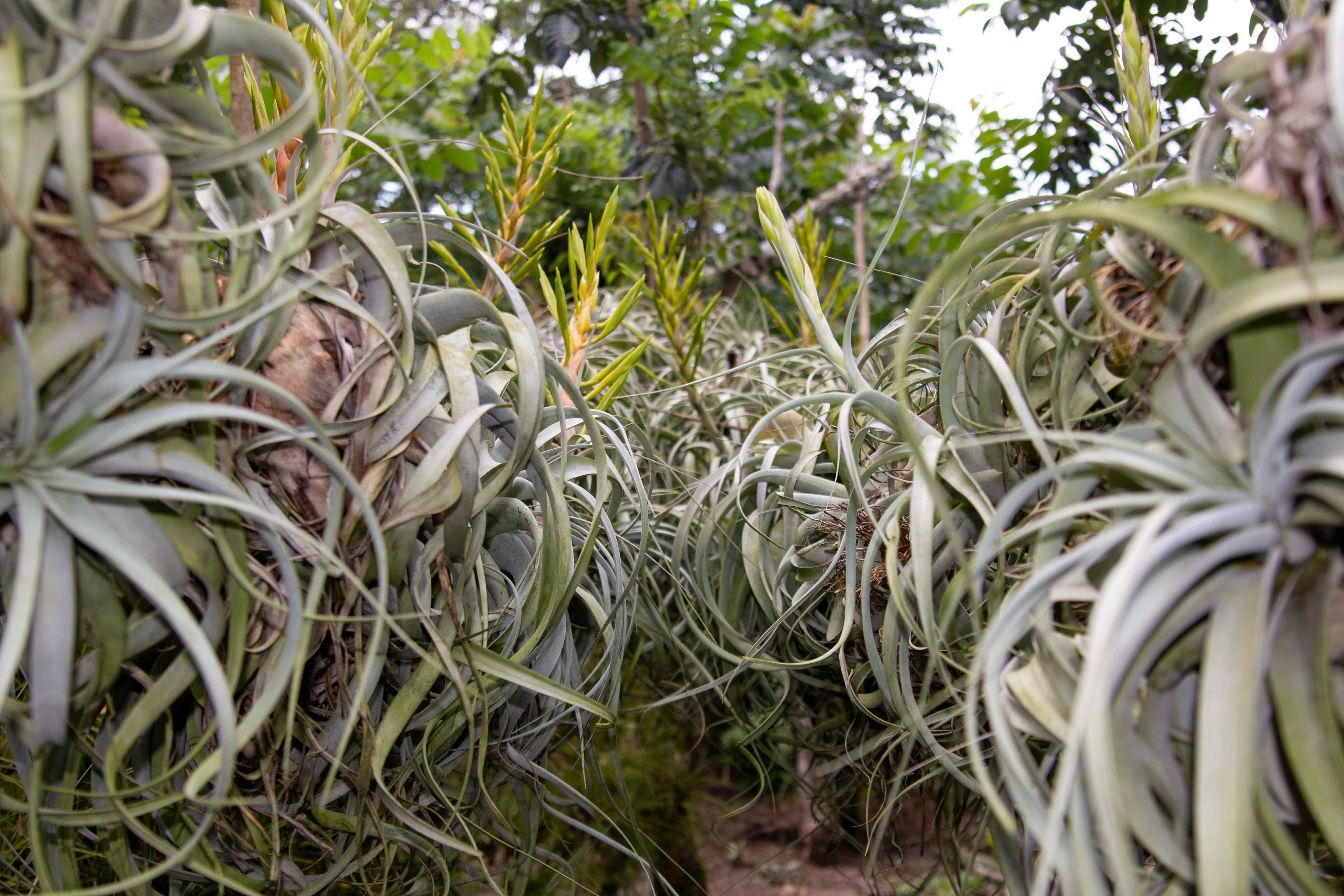 hundreds of blooming tillandsia xerographica at the farm