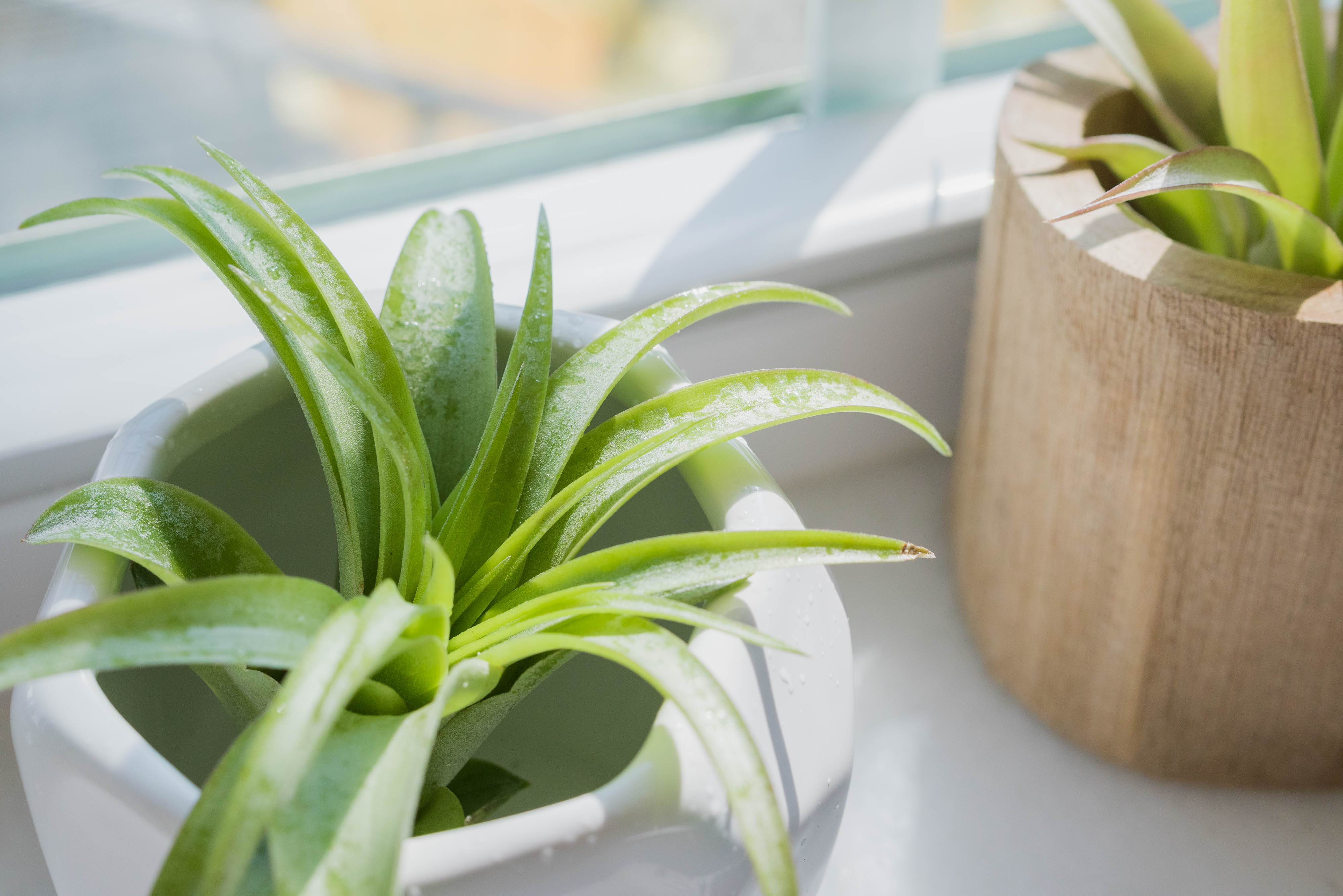 air plant tillandsia sunlight