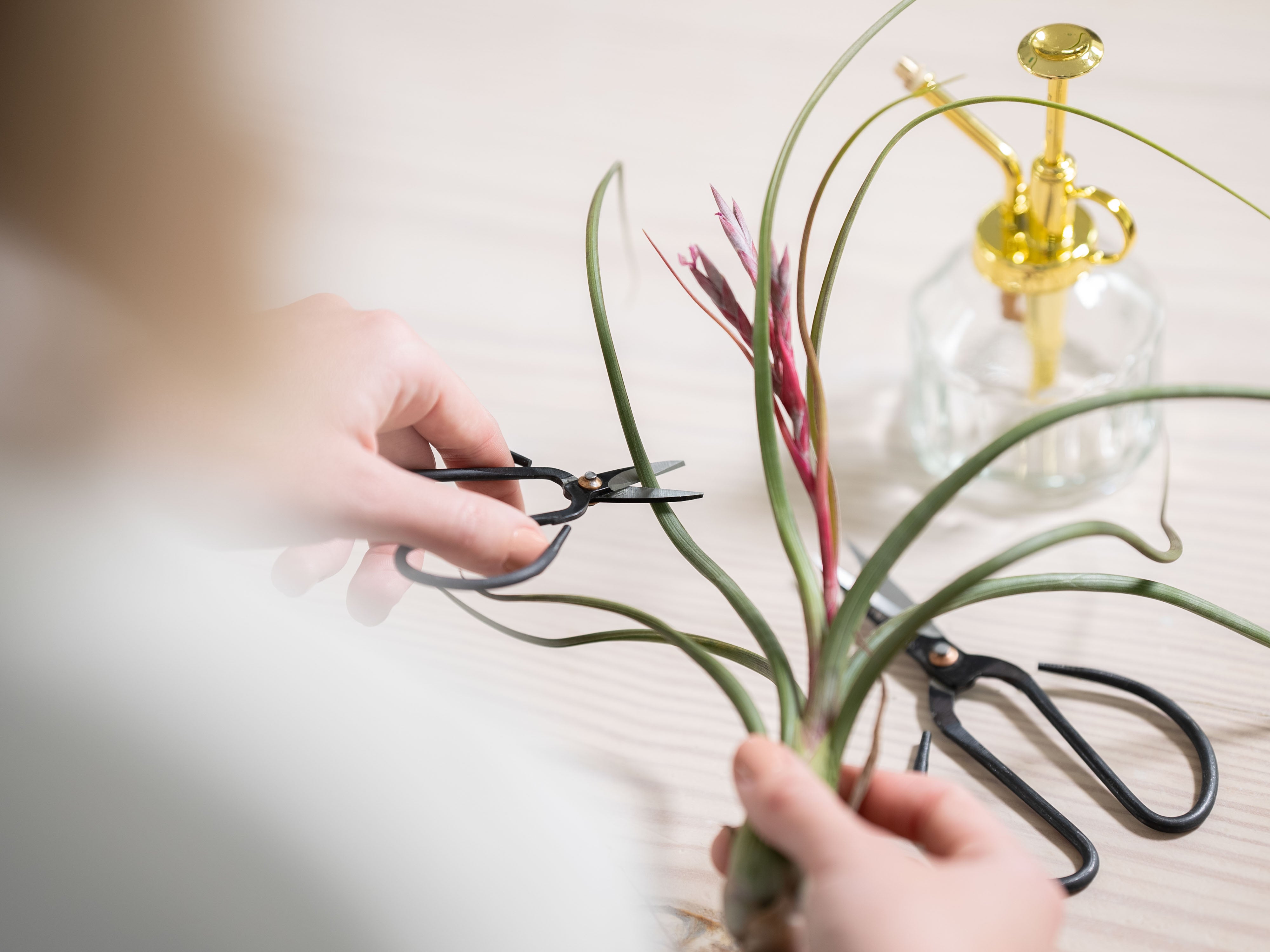 a person trimming a tillandsia baileyi air plant