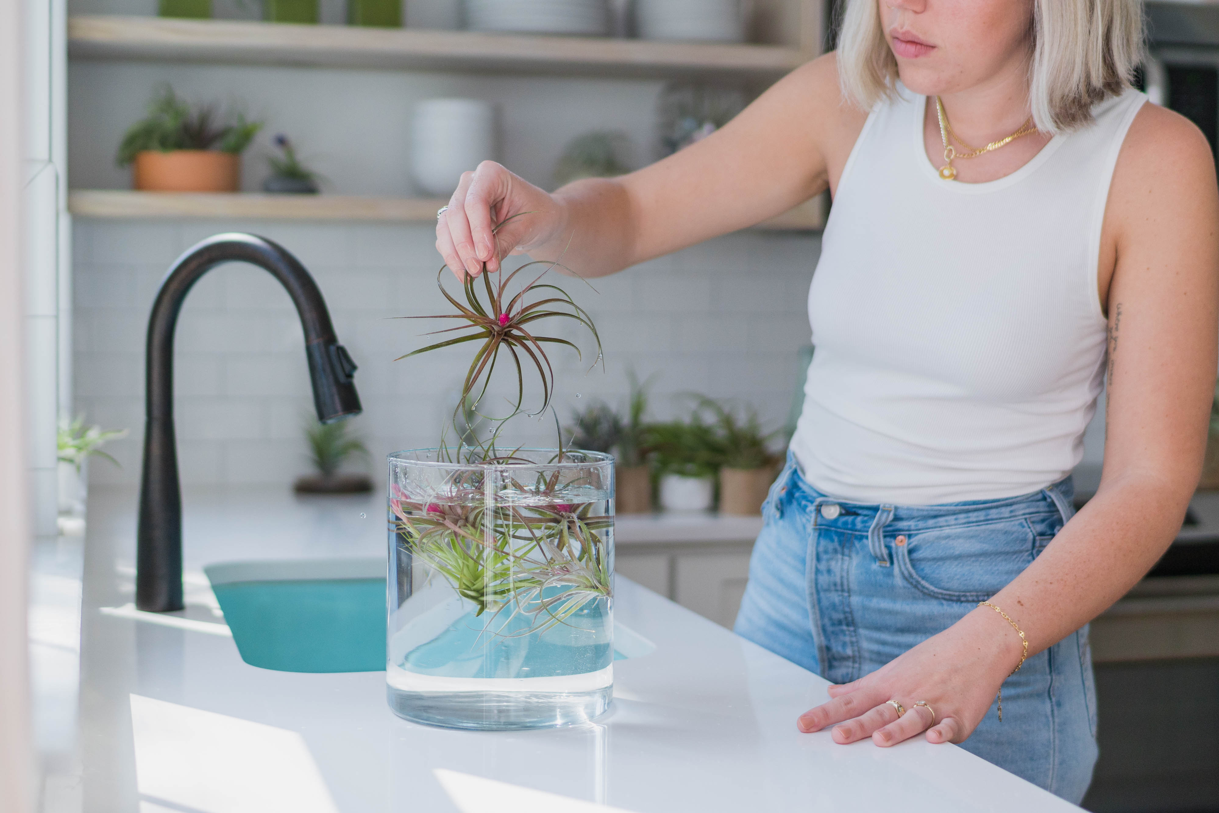 a person using the soak method for watering tillandsia air plants