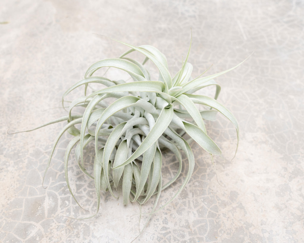 air plant tillandsia premium cacticola