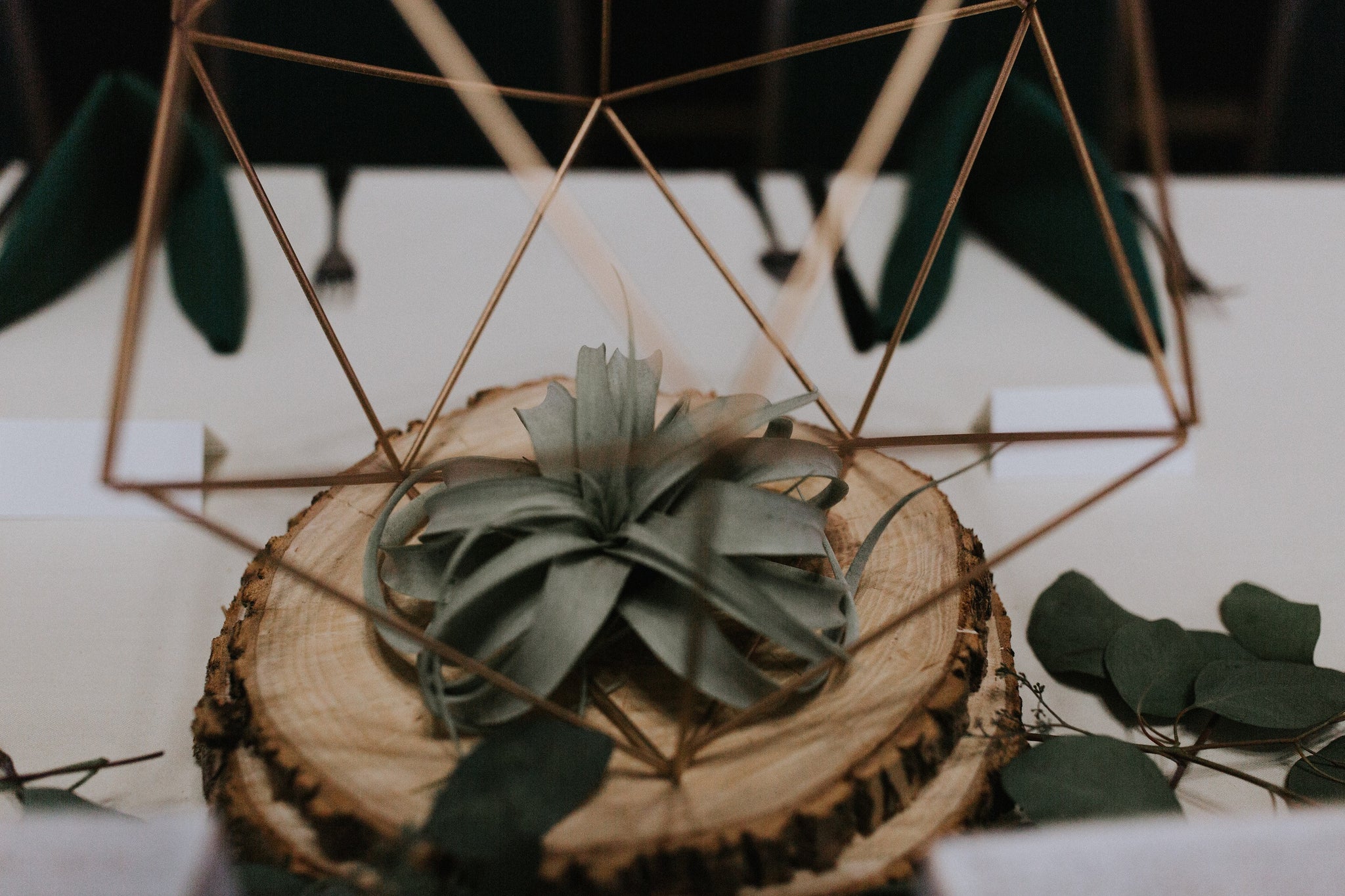 table decor made with tillandsia air plants