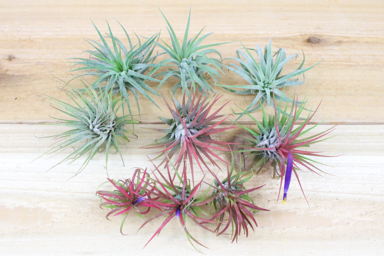 Small Air Plants Buy Air Plants Tillandsia Shop For Air Plants Air Plant Shop 8696