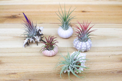 Magnetic Seashell Planters with Tillandsia Air Plants – Air Plant Shop