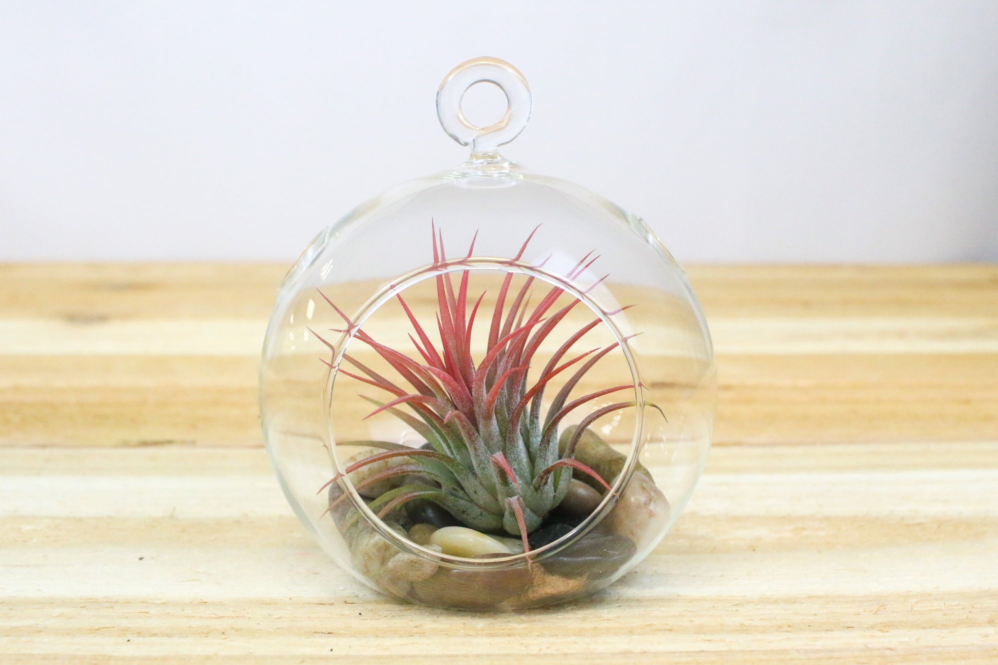 Hanging Glass Air Plant Terrarium With Flat Bottom Includes River St Air Plant Shop