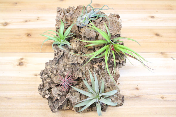 assorted tillandsia air plants on a virgin cork bark displlayy