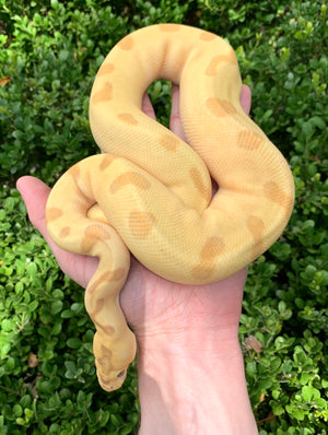 2022 Male Super Enchi Banana Clown - BallPythons9