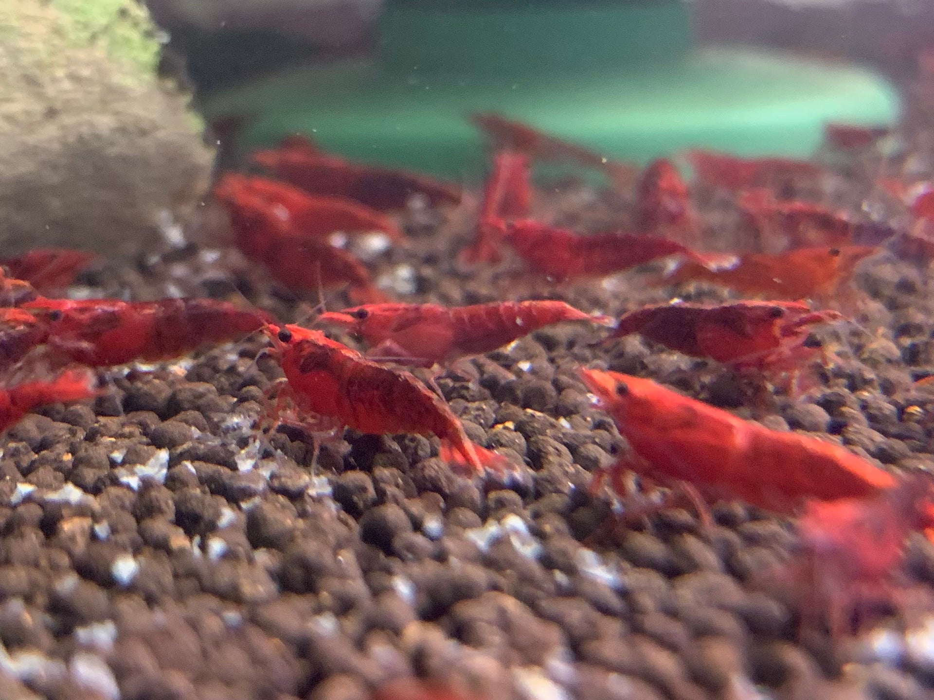 Fire Red Neocaridina Shrimp
