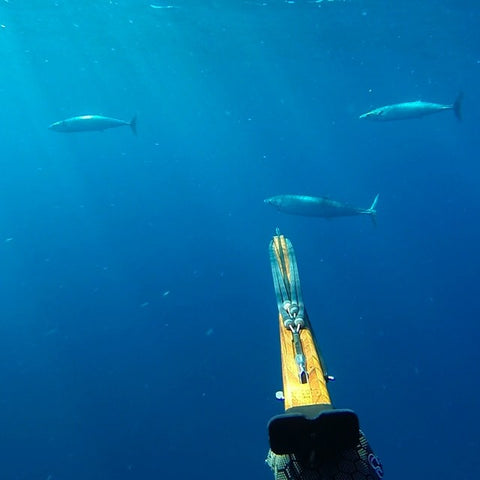 The Jumping Wahoo, Commercial Bluewater Spearfishing