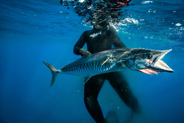 Spearfishing Spanish Mackerel  Ultimate Guide - Adreno - Ocean