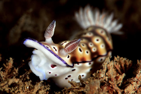 Andrew Wingate - Hypselodoris tyroni