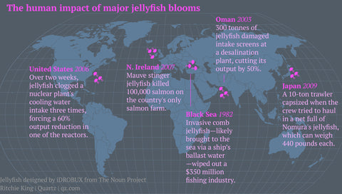 jellyfish impacts on humans