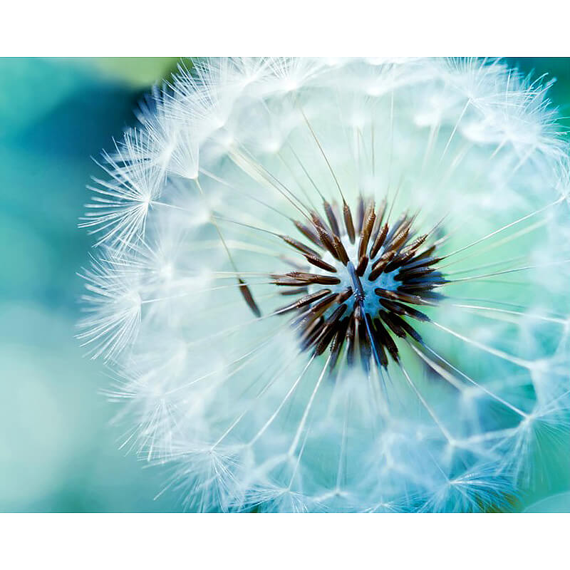 Beautiful Dandelion Flower Trypaint