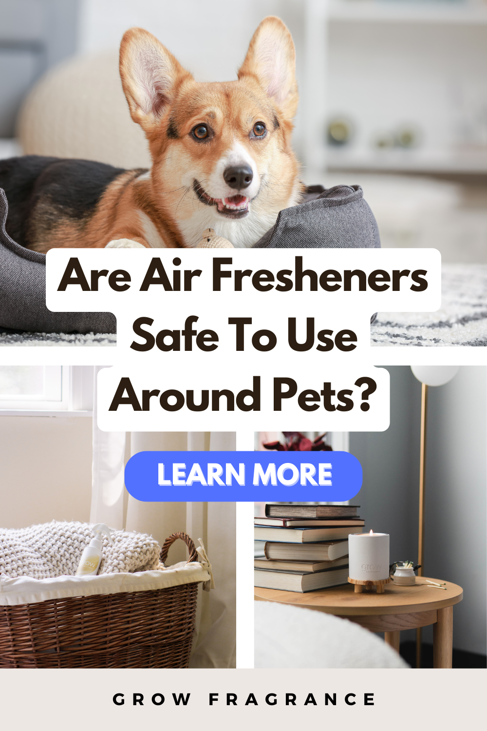 An adorable Corgi comfortably resting in a spotless living room, complemented by the gentle fragrance of a safe air freshener on the nearby shelf.