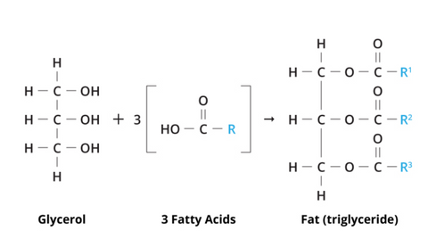 Fatty Acids, Glycerol and Triglyceride