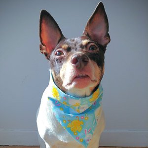 Another cute doggy bandana by Samantha