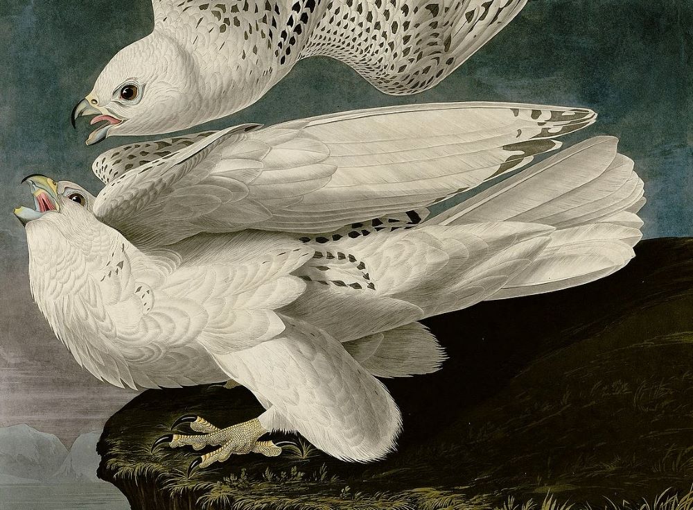 John James Audubon's Birds of America – Princeton Audubon Prints