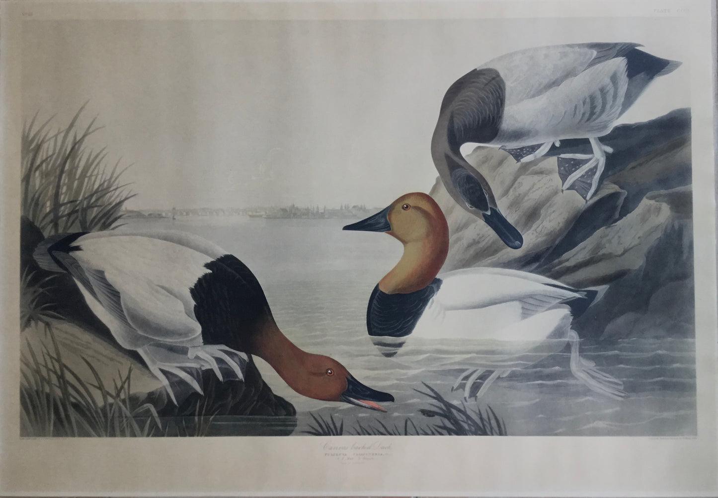 Original Audubon Havell Osprey or Fish Hawk, plate 81.