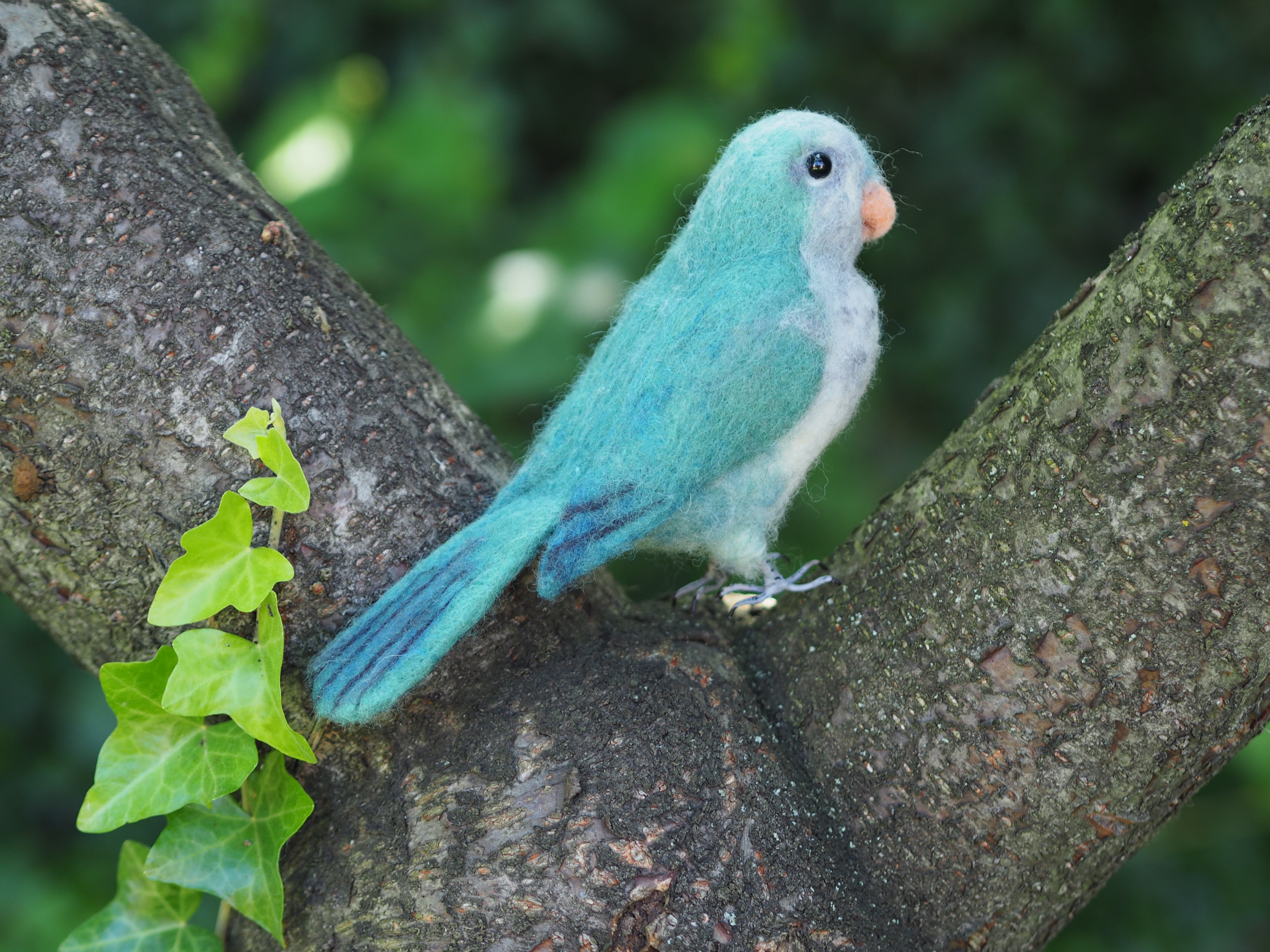 quaker parrot