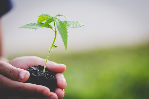 Farmer Holding a Cannabis Plant