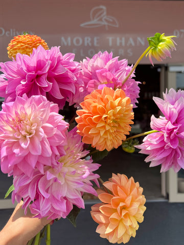 Fresh pink and orange dahlia flowers