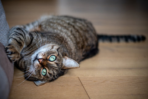 Cat laying on wood floor