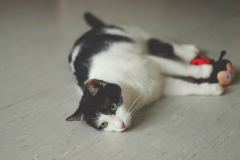 Cat laying on tile floor with a toy