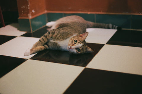 Cat laying on black and white tile floor