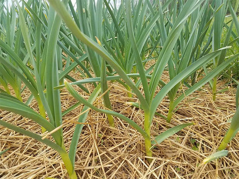 ail biologique du québec aromates et cie