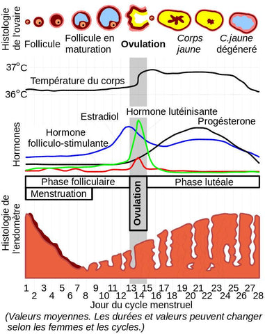 menstrual cycle