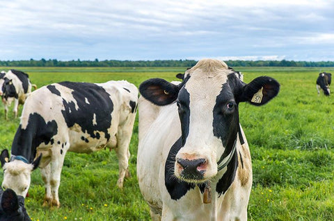 fromagerie l'ancêtre biologique vaches