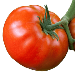 Tomato Big Boy