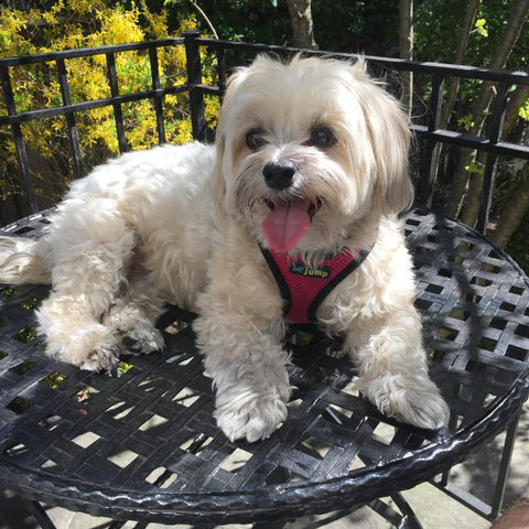 An adult female Morkie is sitting on a metal table outside