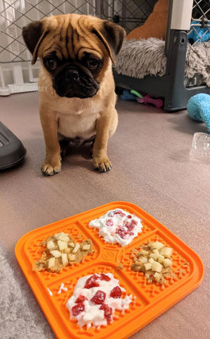 dog enrichment with dog peanut butter