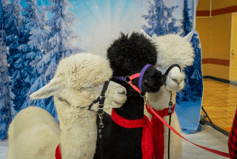 Three fluffly alpacas, white, black and white, and lined up in front of a Christmas snow background at the Oozemas holiday party.