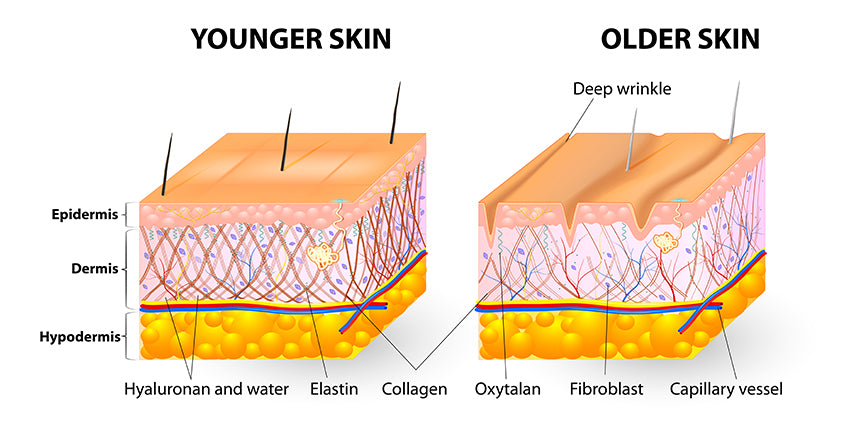 collagen skin health