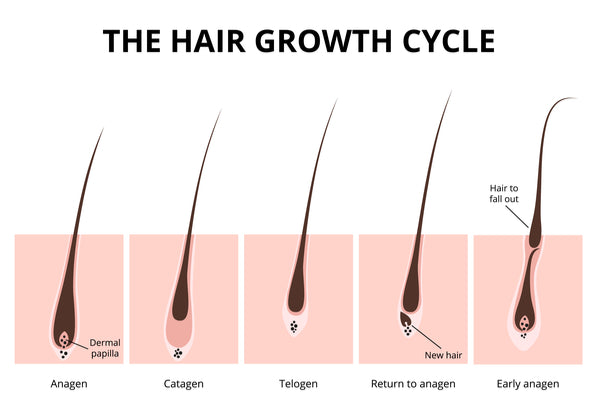 The Hair Growth Cycle