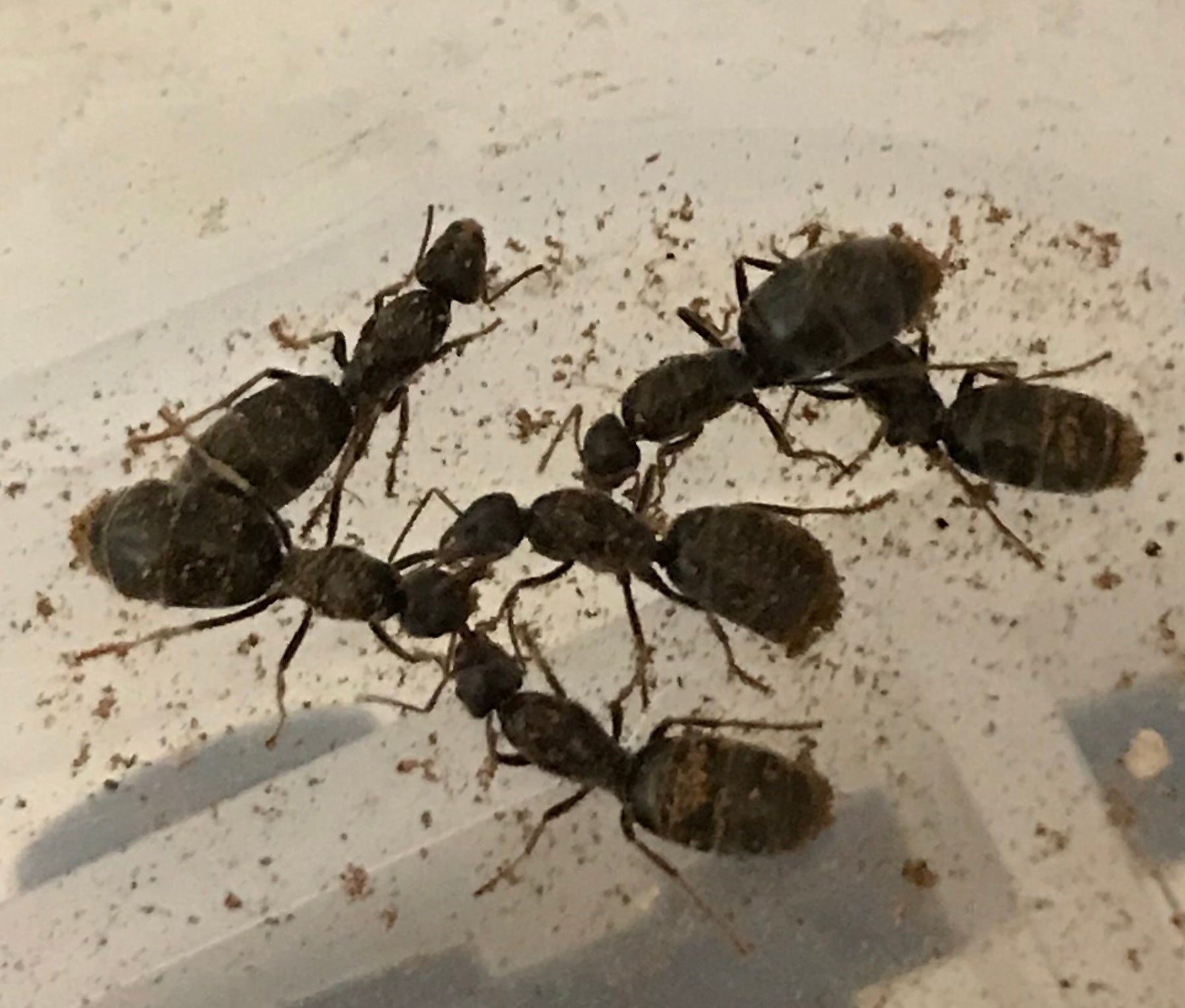 ant queens for sale california