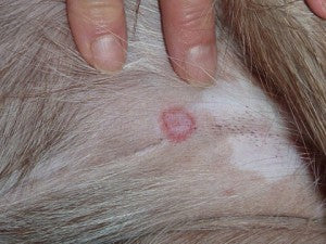 How Long Is Ringworm In Dogs Contagious
