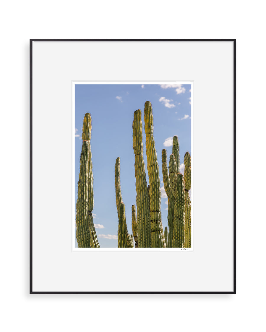 tucson arizona desert cactus wall art print | stand tall — paulina studio