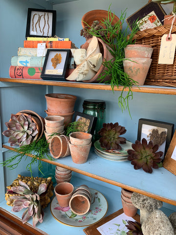 Various small terra cotta pots with succulents and small cast concrete birds on a shelf in a cute cabinet.