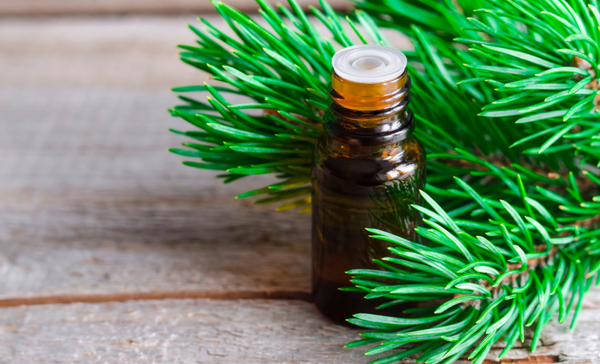 Top 4 Essential Oils to Help Balance Your 4th Chakra: Pine Oil