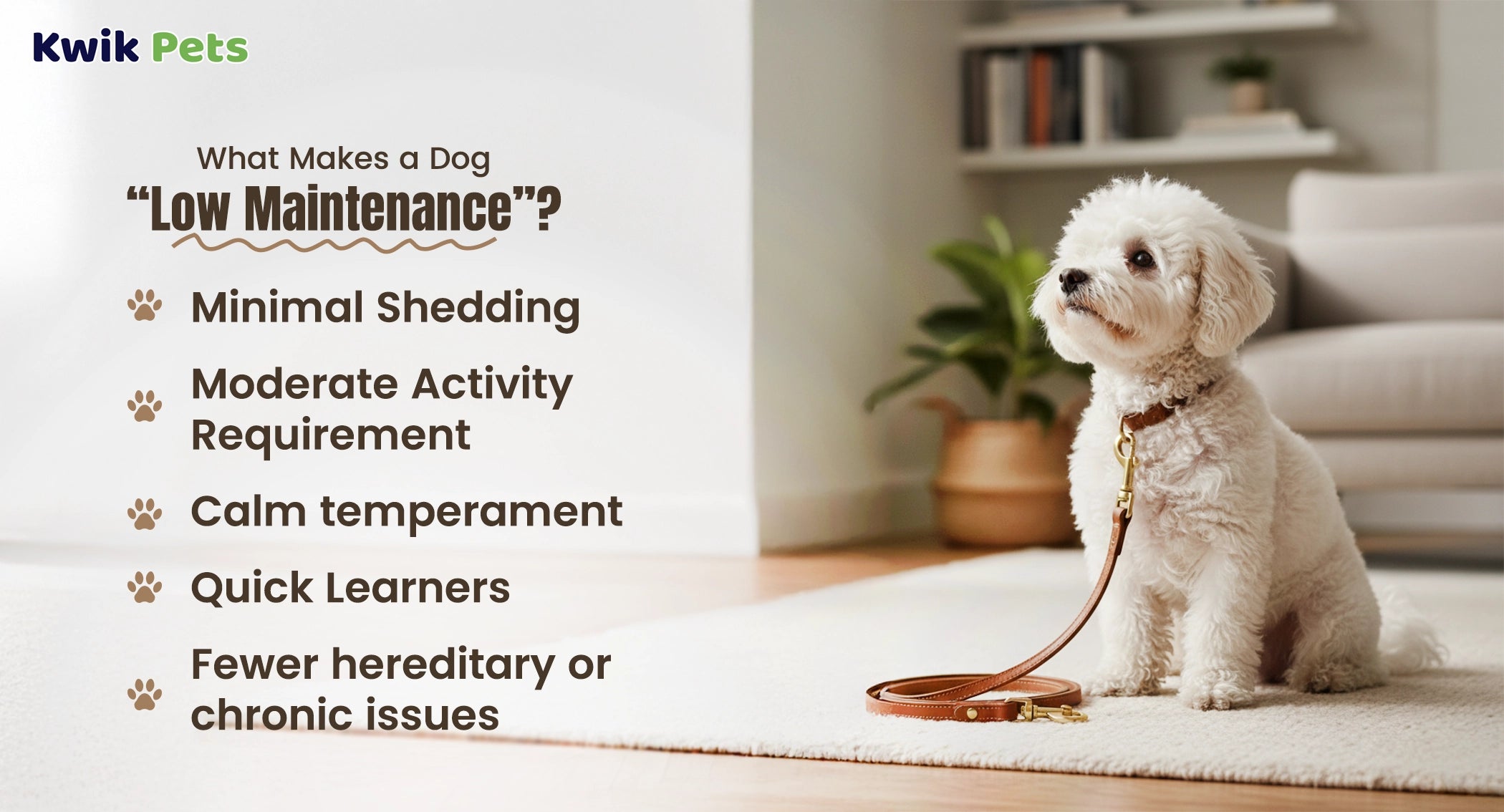 Low Maintenance Dogs