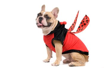 Careful With Pet Costumes