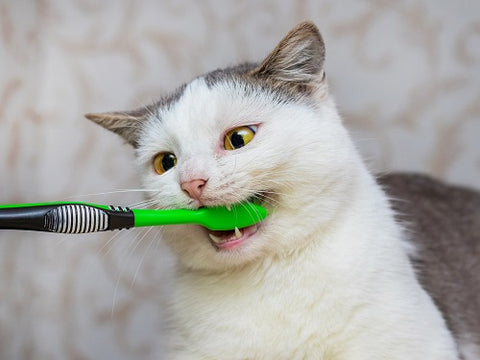 Cat Dental Health