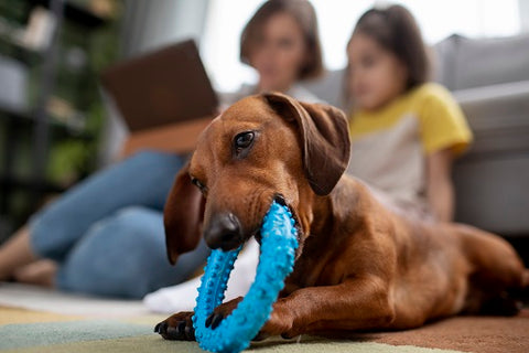 Mental Stimulation for dogs